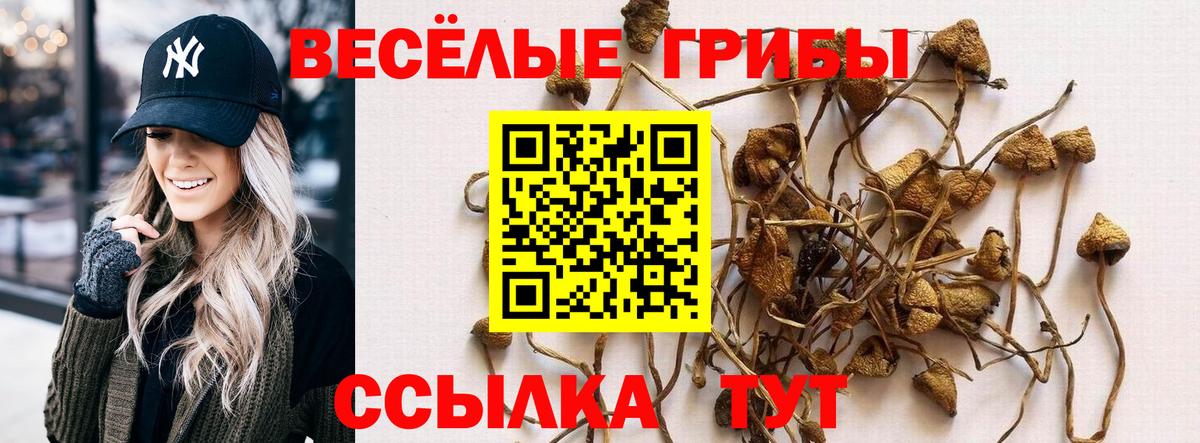 Псилоцибиновые грибы Psilocybine cubensis Назрань